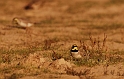 Shore lark pair - B